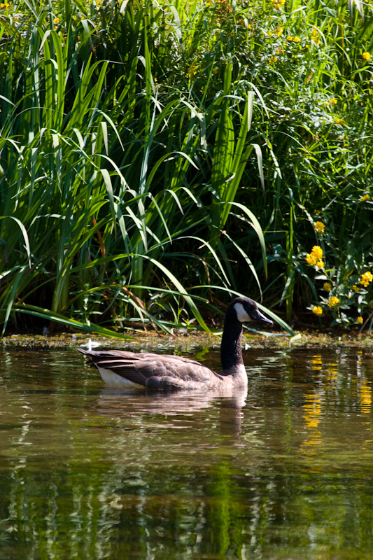 Canadian Goose